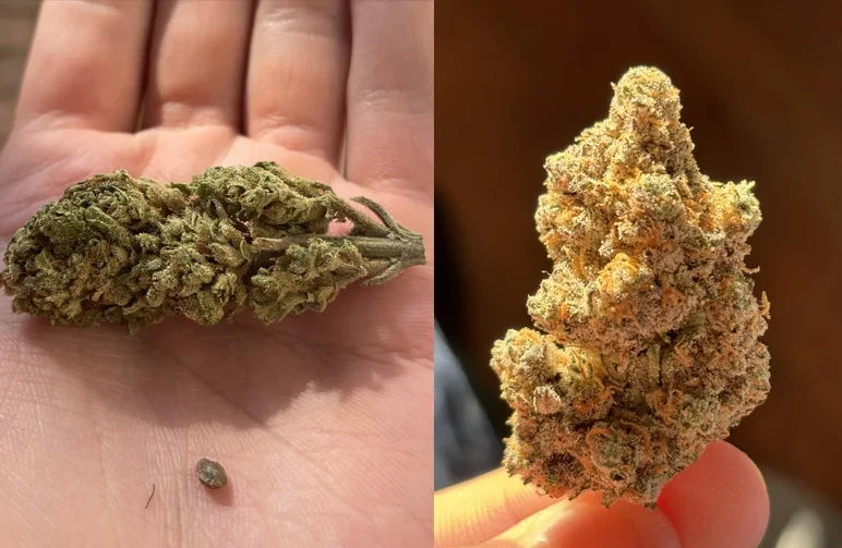 Comparison of an airy, mold-resistant Sativa bud structure versus a dense, compact Indica bud to show how genetics affect outdoor cannabis harvest success.