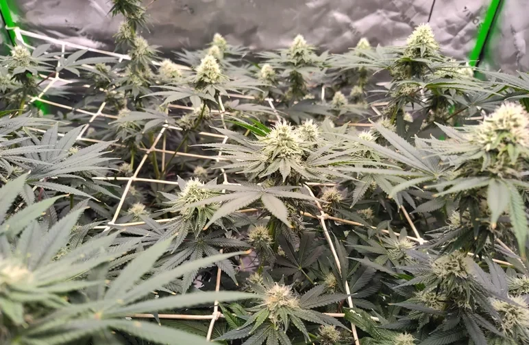 A view of an indoor cannabis grow tent using a white trellis net (ScrOG) to support a wide, even canopy of flowering cannabis plants.