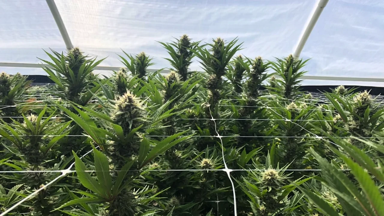 Proper positioning of plants in ScrOG