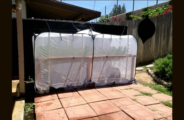 A backyard cannabis grow setup featuring a white mesh pop-up greenhouse and a black privacy screen attached to a wooden fence to ensure the plants remain hidden and secure.