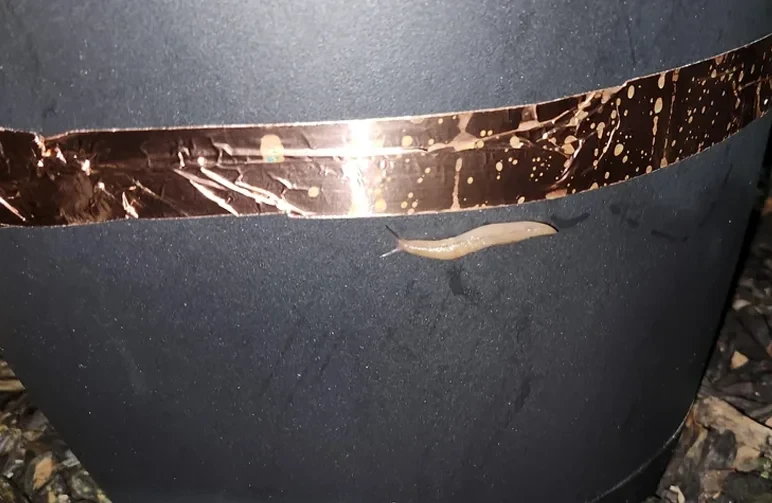 A close-up of a black plastic garden pot with a strip of copper tape wrapped around it to prevent a slug from reaching the plants inside.