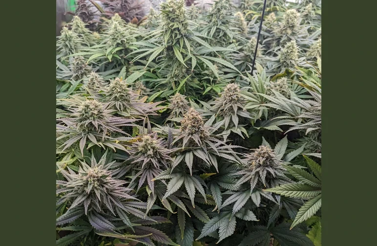 Eine Nahaufnahme von oben auf ein Sea of Green (SOG)-Cannabis-Blätterdach, das mehrere dicke, vertikale Hauptcolas zeigt, die in einem Grow-Zelt dicht nebeneinander stehen.