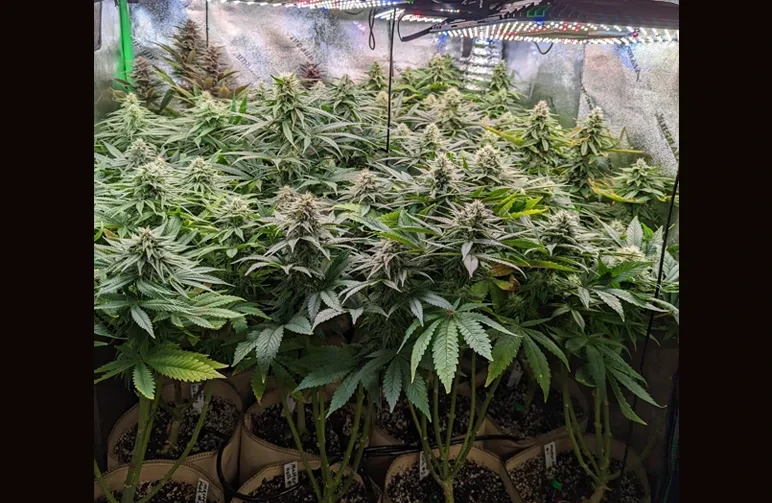 A high-density Sea of Green cannabis grow under LED lights showing the lollipopping technique where the bottom stems are cleared of leaves to improve airflow and increase top-cola yield.