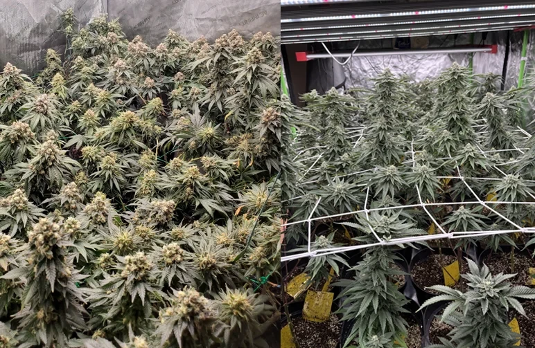 Ein Direktvergleich von Cannabis-Anbautechniken. Links ist ein dichtes Sea of Green (SOG)-Blätterdach mit reifen Buds zu sehen. Rechts ist ein Screen of Green (ScrOG)-Setup mit einem weißen Ranknetz zu sehen, das das Blätterdach stützt und auf eine Ebene bringt.