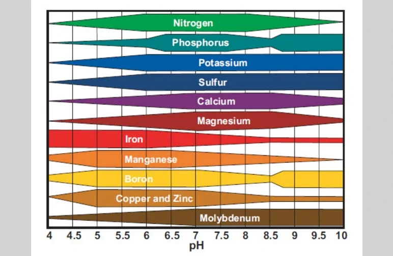Wissenschaftliches Diagramm, das die Verfügbarkeit essenzieller Pflanzennährstoffe (Stickstoff, Phosphor, Calcium usw.) über die pH-Skala zeigt und maximale Aufnahme zwischen pH 6,0 und 7,0 darstellt.