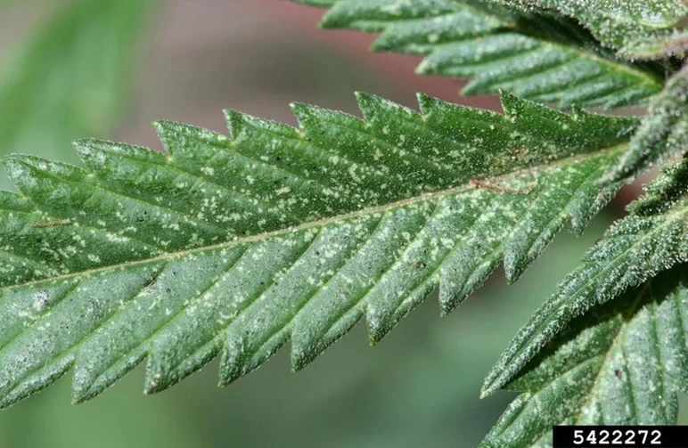 Close-up of a cannabis fan leaf showing white stippling dots caused by a spider mite infestation.