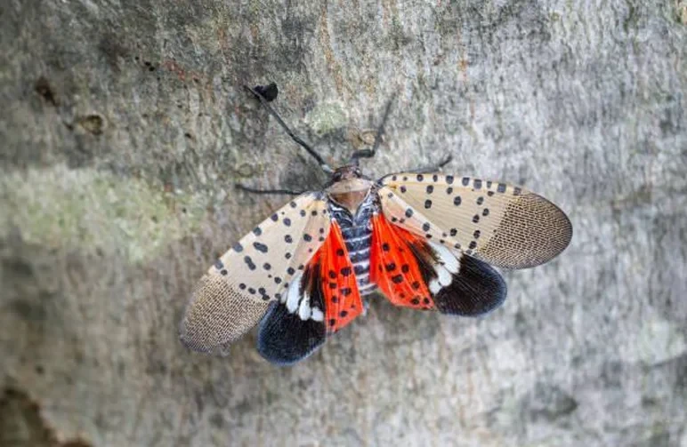 A high-resolution close-up of an adult Spotted Lanternfly showing its black-spotted tan wings and bright red underwings on a tree trunk.