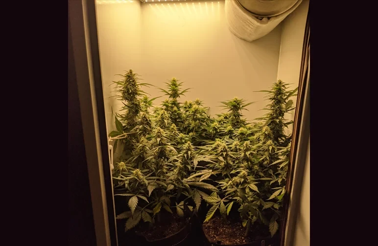 A discreet indoor stealth cabinet grow setup featuring healthy autoflower cannabis plants in full bloom, perfectly filling a small, white-walled enclosure.