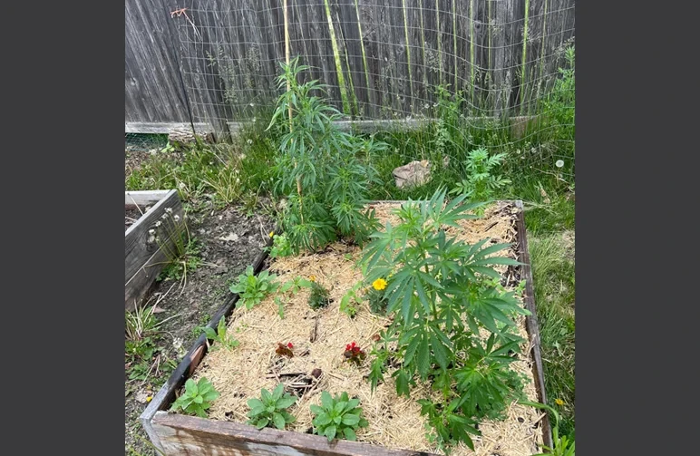A raised garden bed with cannabis plants growing alongside marigolds and other flowers, covered in straw mulch to demonstrate stealthy companion planting in a backyard.