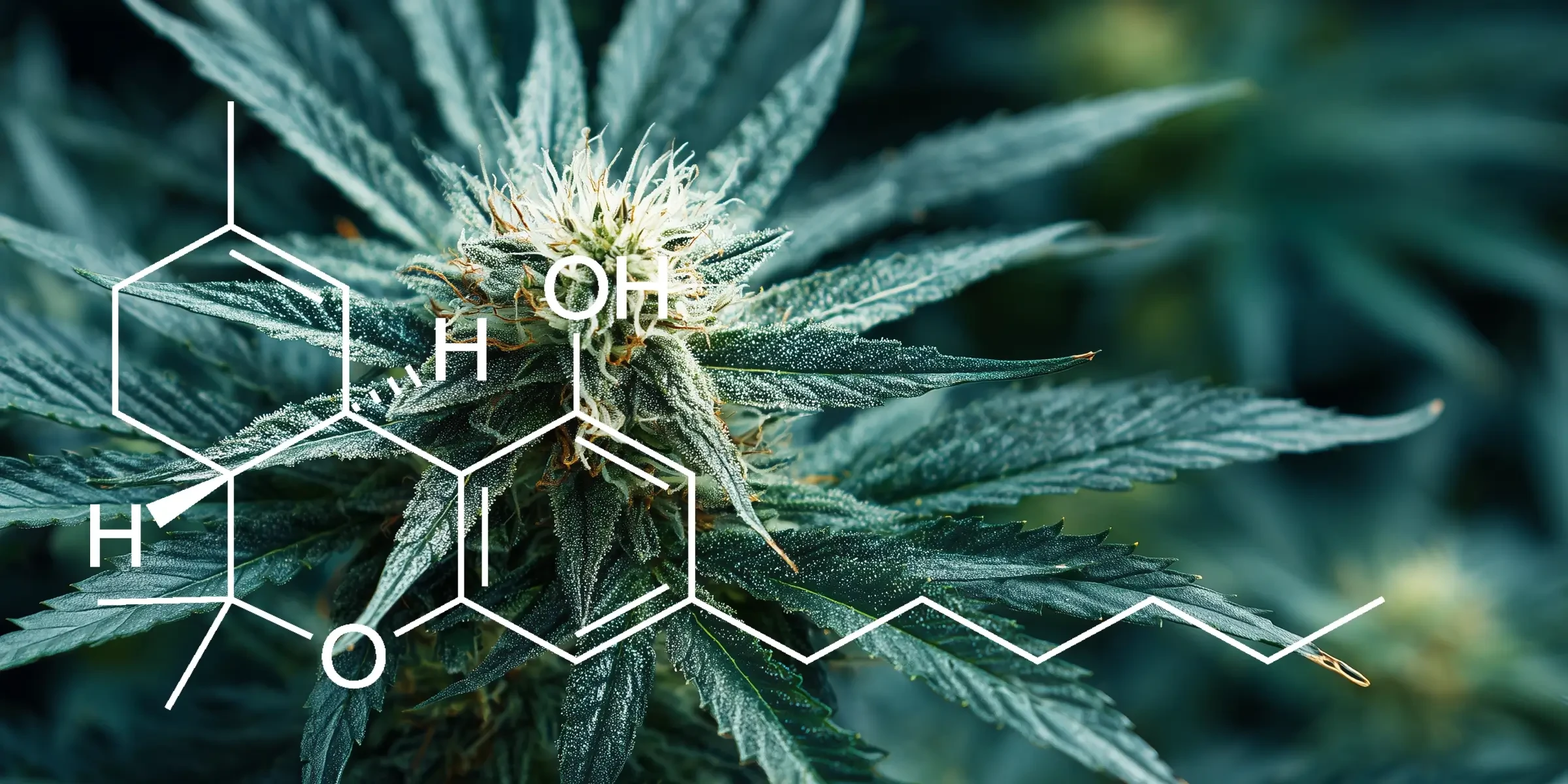 Studie: Quantifizierung der THC-Gehalte in verschiedenen Sorten von Cannabis Sativa