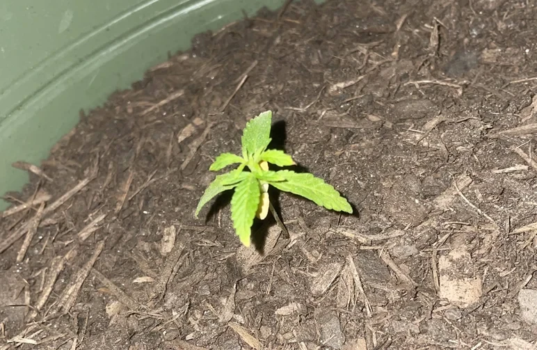 A stunted cannabis seedling in soil with yellowing leaves, showing the visible effects of root damage caused by fungus gnat larvae.