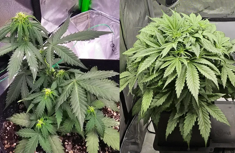 A side-by-side comparison of two autoflower cannabis plants: the left one is thin and flowering early due to stress, while the right one is bushy and healthy with a dense canopy.