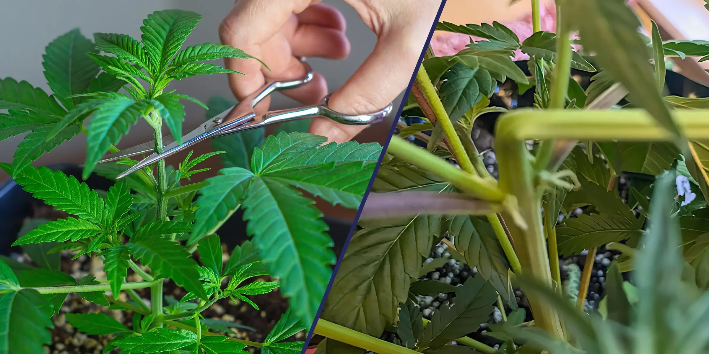 Super Cropping vs. Topping: Which Technique Delivers Higher Cannabis Yields?