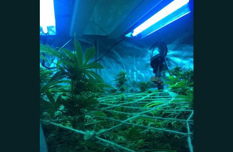Indoor cannabis plants growing under a trellis net with supplemental blue UV lighting tubes to increase trichome production and potency.