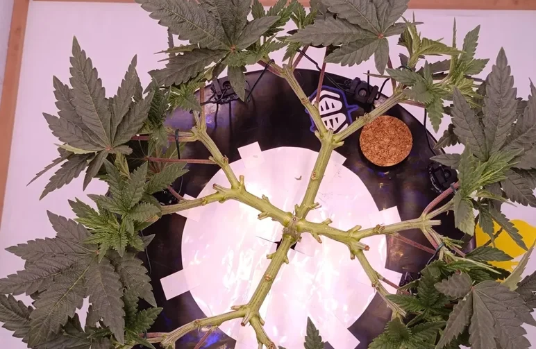 Een bovenaanzicht van een perfect symmetrische cannabis-mainline manifold met acht hoofdtakken die horizontaal zijn getraind met behulp van plantbinders.