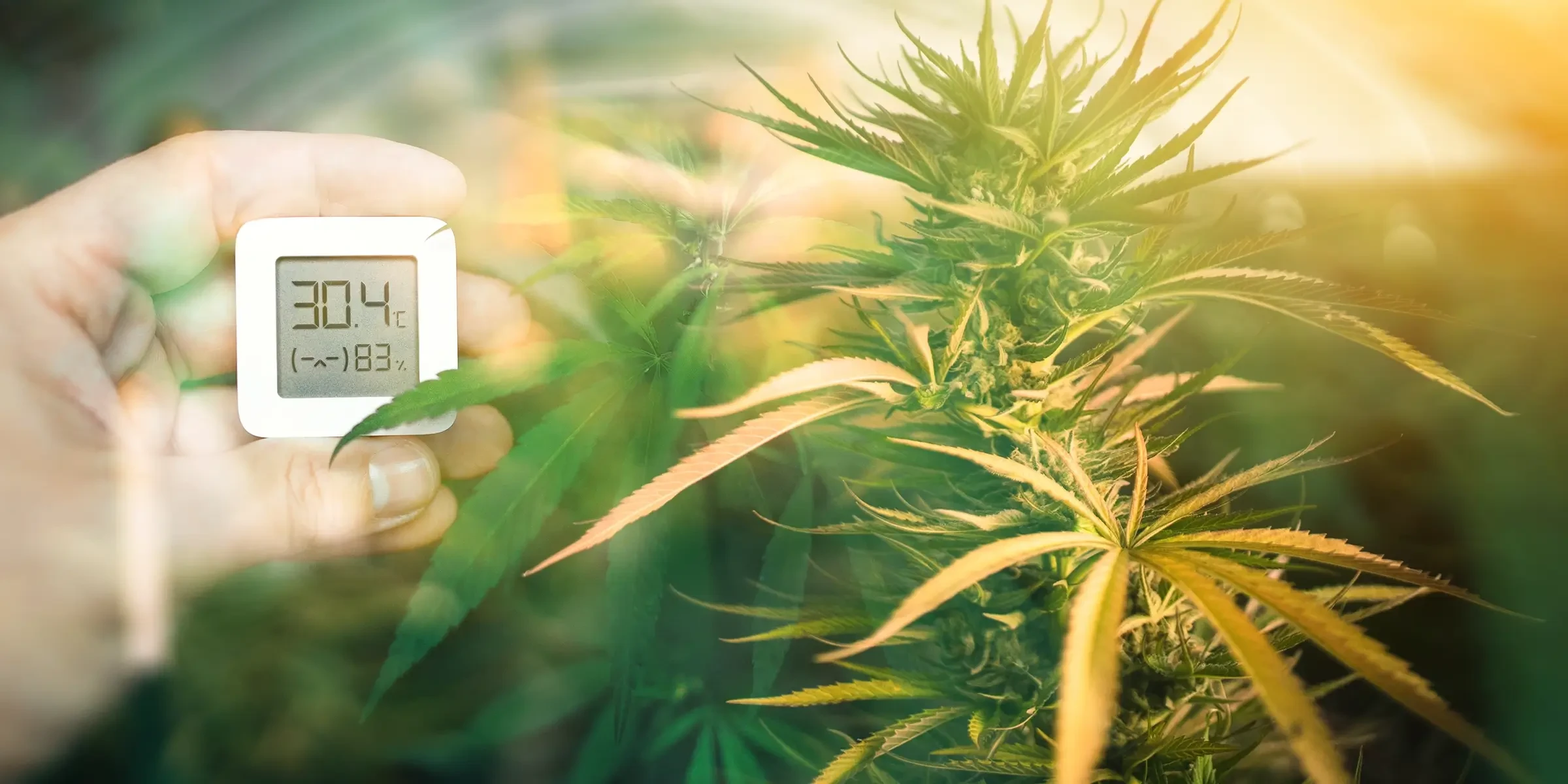 Optimizing Temperature and Humidity for Feminized Cannabis Growth
