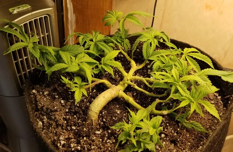 Een close-up zijaanzicht van een volwassen cannabisplant met een zeer dikke, houtige hoofdstam en een symmetrische manifold hub door u/hellahyphy707.