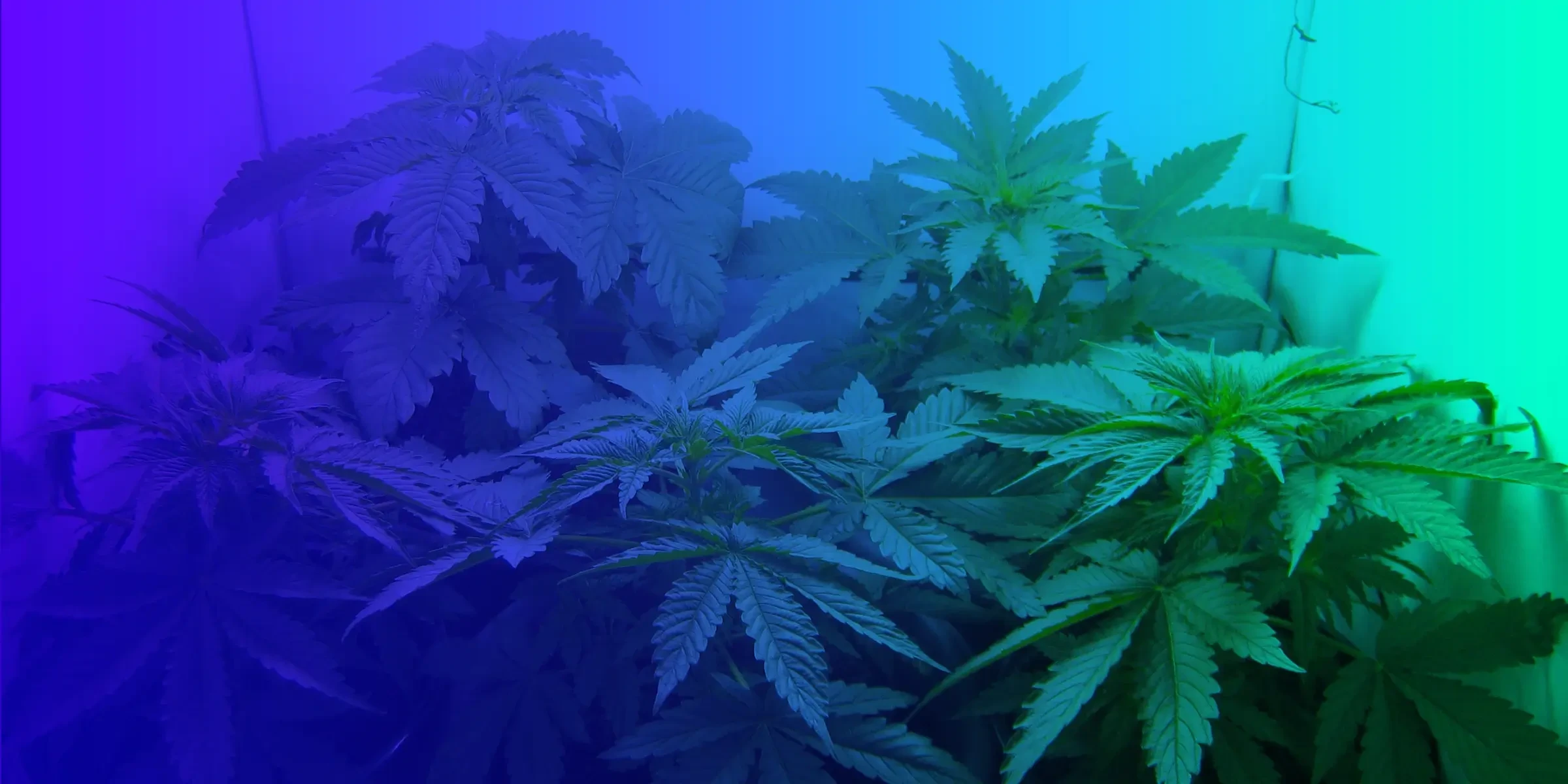 Top 5 Easiest Feminized Cannabis Seeds to Grow for Beginners