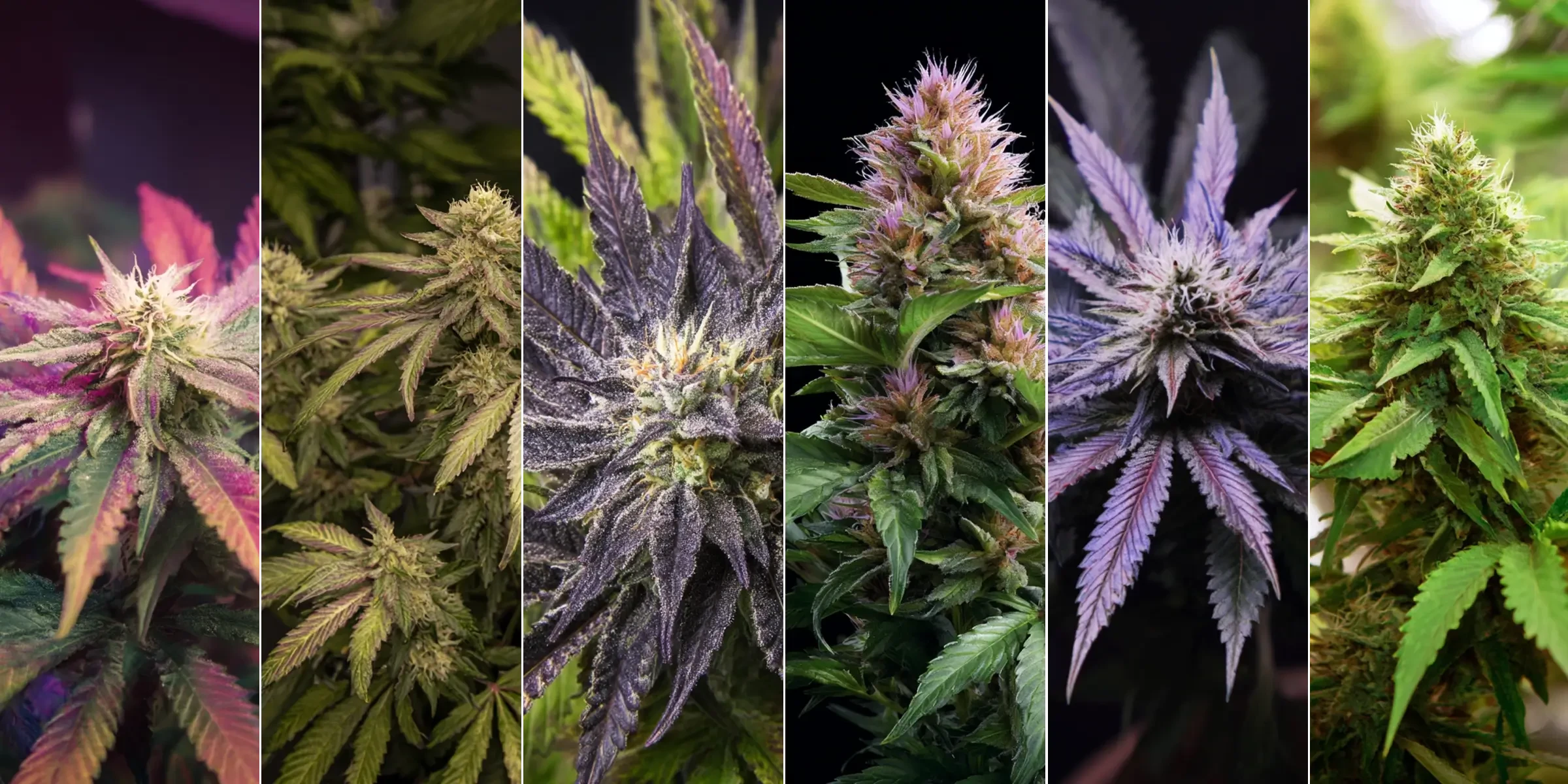 Top	6 Most Relaxing Indica Strains for Sleep and Stress Relief