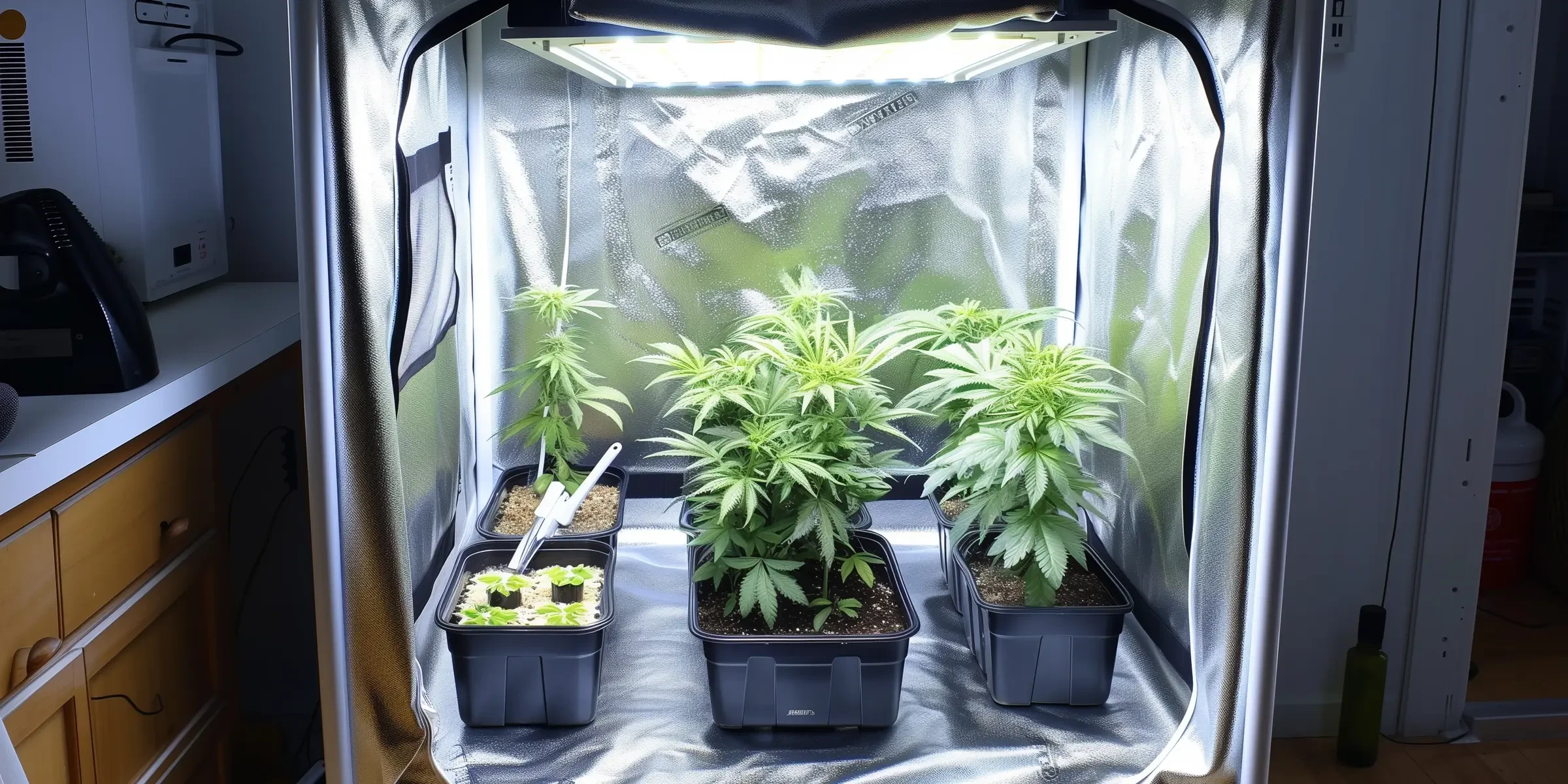 Top 7 Easiest Photoperiod Cannabis Strains for Beginner Growers