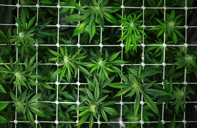 A top-down view of a cannabis plant trained under a trellis net (ScrOG), showing a flat, even canopy with multiple colas exposed to light.
