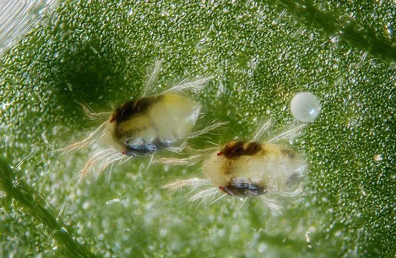 Identify and Get Rid of Spider Mites on Cannabis (Fast, Safe, and For Good)