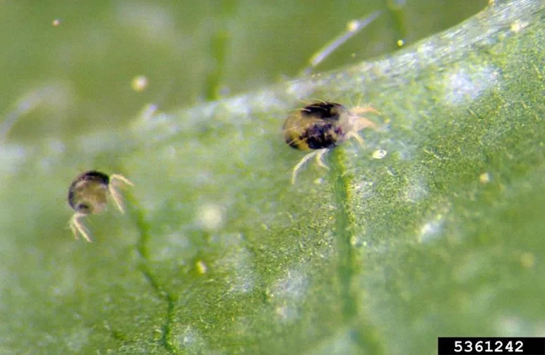 A macro photograph of two-spotted spider mites crawling on the underside of a leaf, showing their translucent bodies and dark spots.