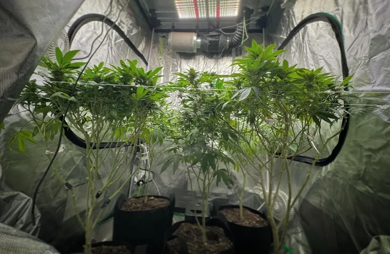 Eine Aufnahme aus niedriger Perspektive in einem Cannabis-Grow-Zelt, die mehrere Pflanzen in Stofftöpfen zeigt, deren untere Triebe unter einem ScrOG-Netz von Blättern befreit wurden, um die Luftzirkulation und den Ertrag zu verbessern.