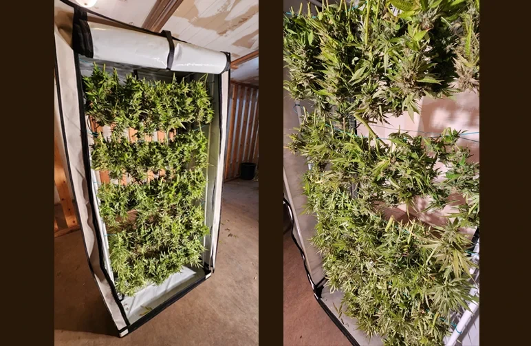 Inside view of a tall vertical drying tent with multiple rows of whole cannabis branches hanging to dry, demonstrating proper spacing for airflow.