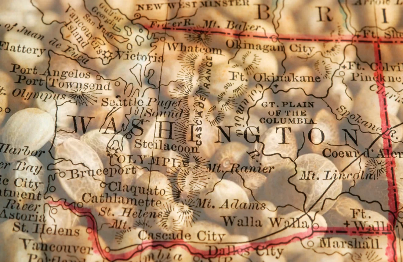 Best Strains to Grow in Washington (2026): An Expert Grower's Guide