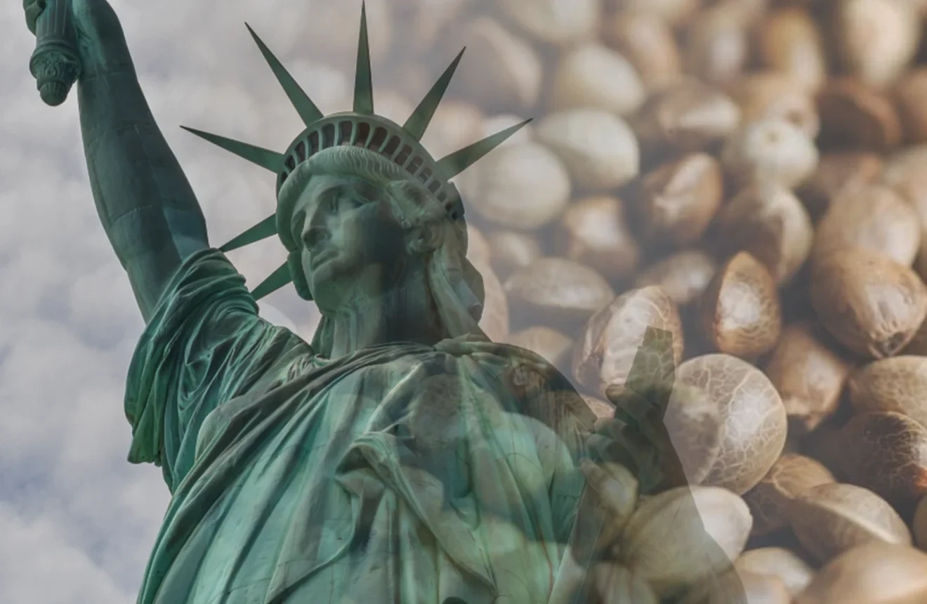 How & Where to Buy Cannabis Seeds in New York 🇺🇸