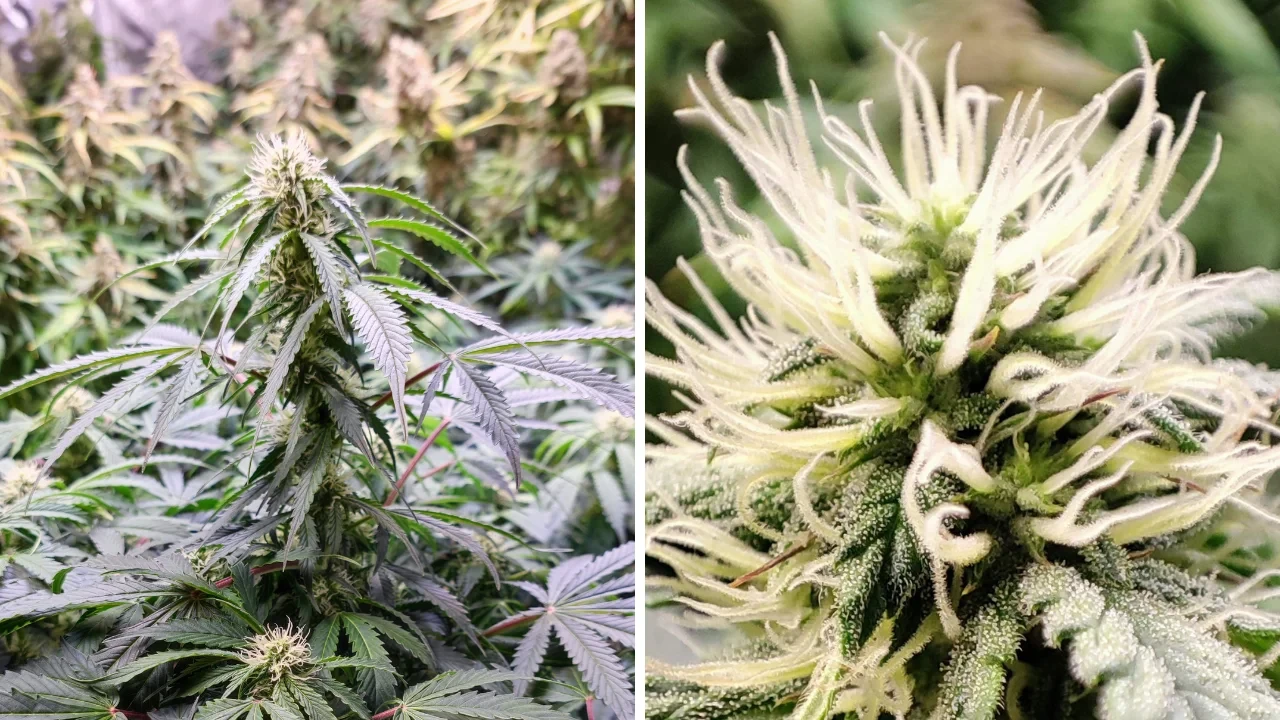 Autoflower Life Cycle With Week By Week Pictures - WSE