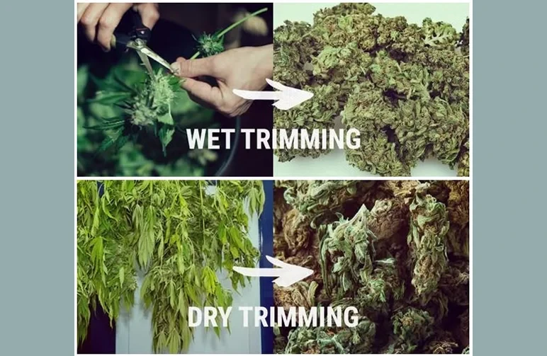 Eine Split-Screen-Vergleichsgrafik. Oben zeigt 'Wet Trimming' mit einer Schere, die eine frische grüne Pflanze schneidet, was zu festeren Buds führt. Unten zeigt 'Dry Trimming' mit ganzen Pflanzen, die kopfüber hängen, was zu blättrigeren, langsamer getrockneten Buds führt.