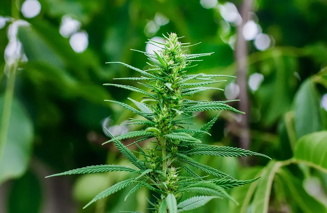 Qu'est ce qu'une graine de cannabis à autofloraison ?