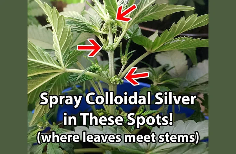 Un schéma d’un plant de cannabis avec des flèches rouges pointant vers les nœuds où les feuilles rejoignent la tige principale, indiqués comme les zones correctes à vaporiser avec de l’argent colloïdal.