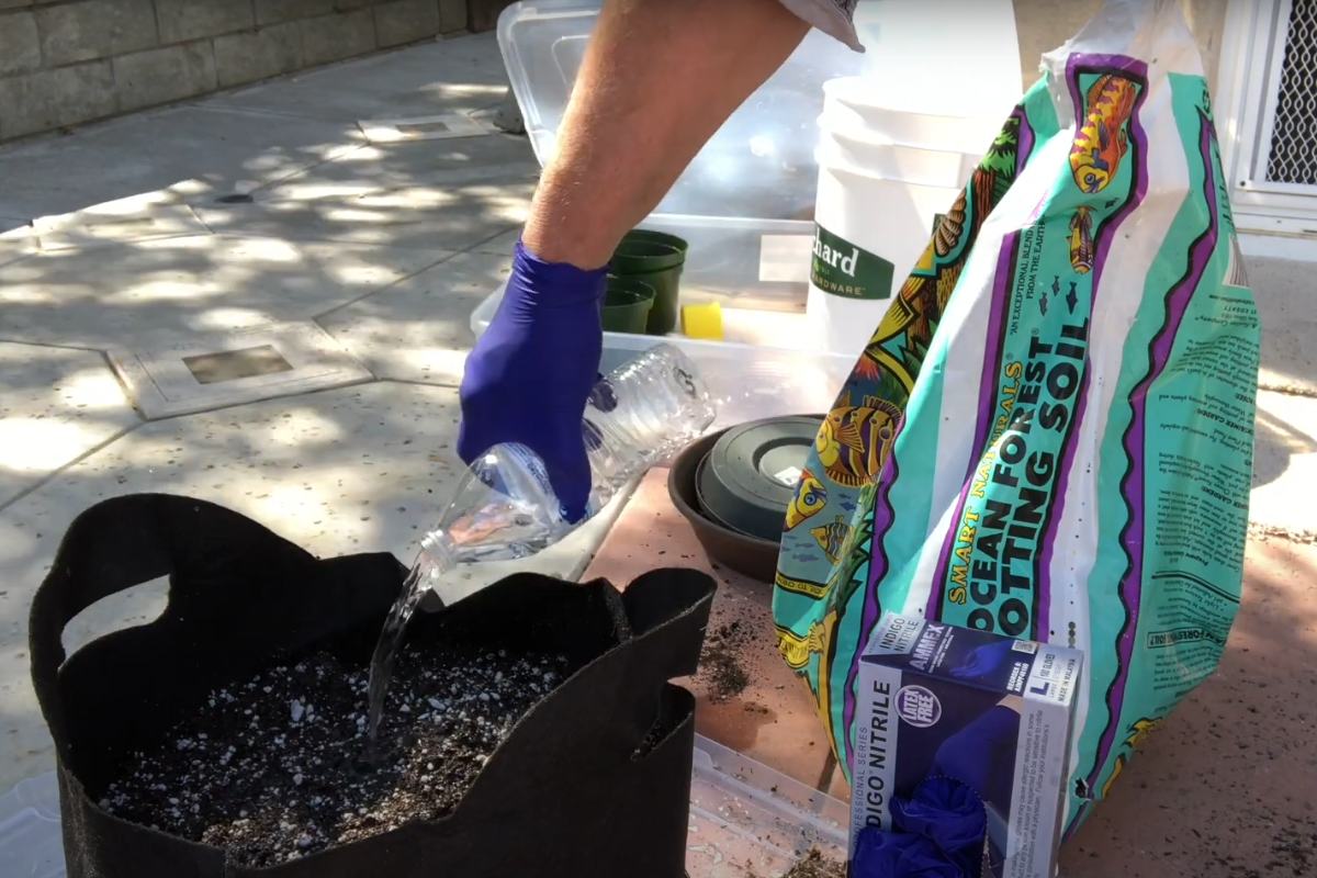 A plastic bottle is being used to water seeds, with a container visible in the background