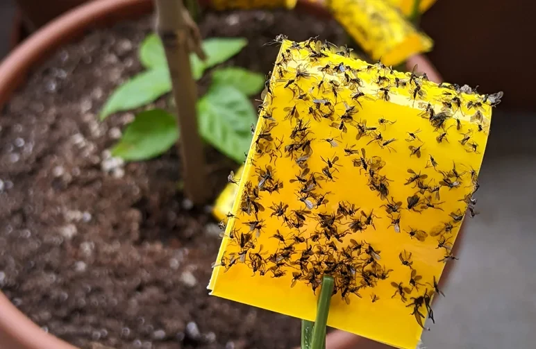 A close-up photo of a yellow sticky card covered in dozens of trapped adult fungus gnats, demonstrating a heavy infestation in a potted plant.