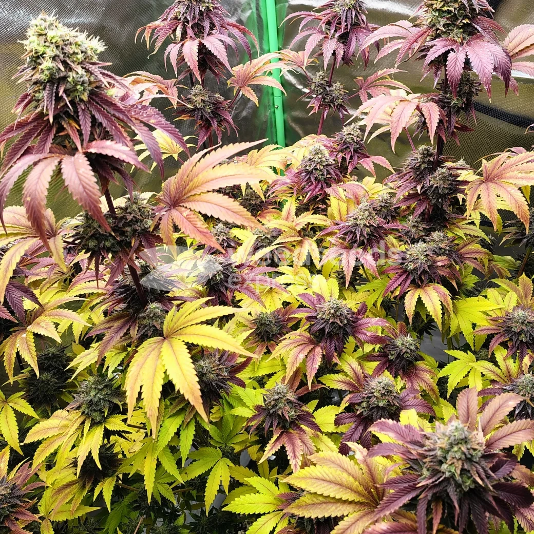 Blackberry Moonrocks Feminized Cannabis Seeds - WSE USA