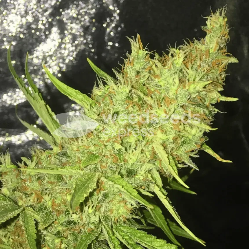 Durban Poison gekweekt door klant