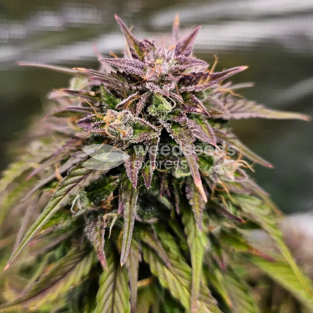 Fat Basterd Auto Grown by customer