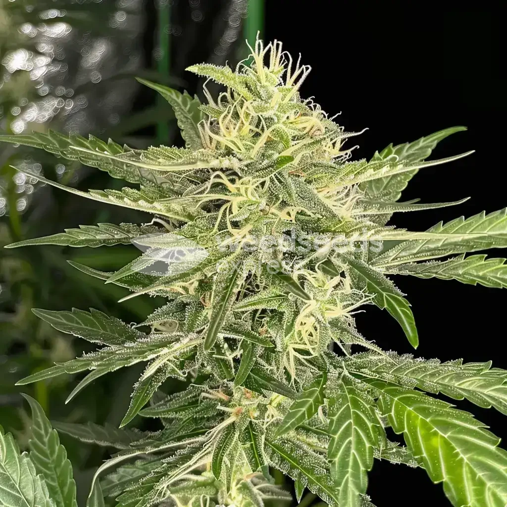 Oreoz Feminized Cannabis Seeds - WSE Canada