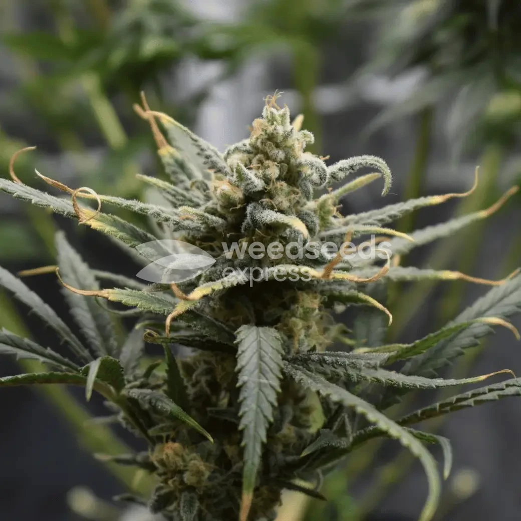 Pineapple Express gekweekt door klant