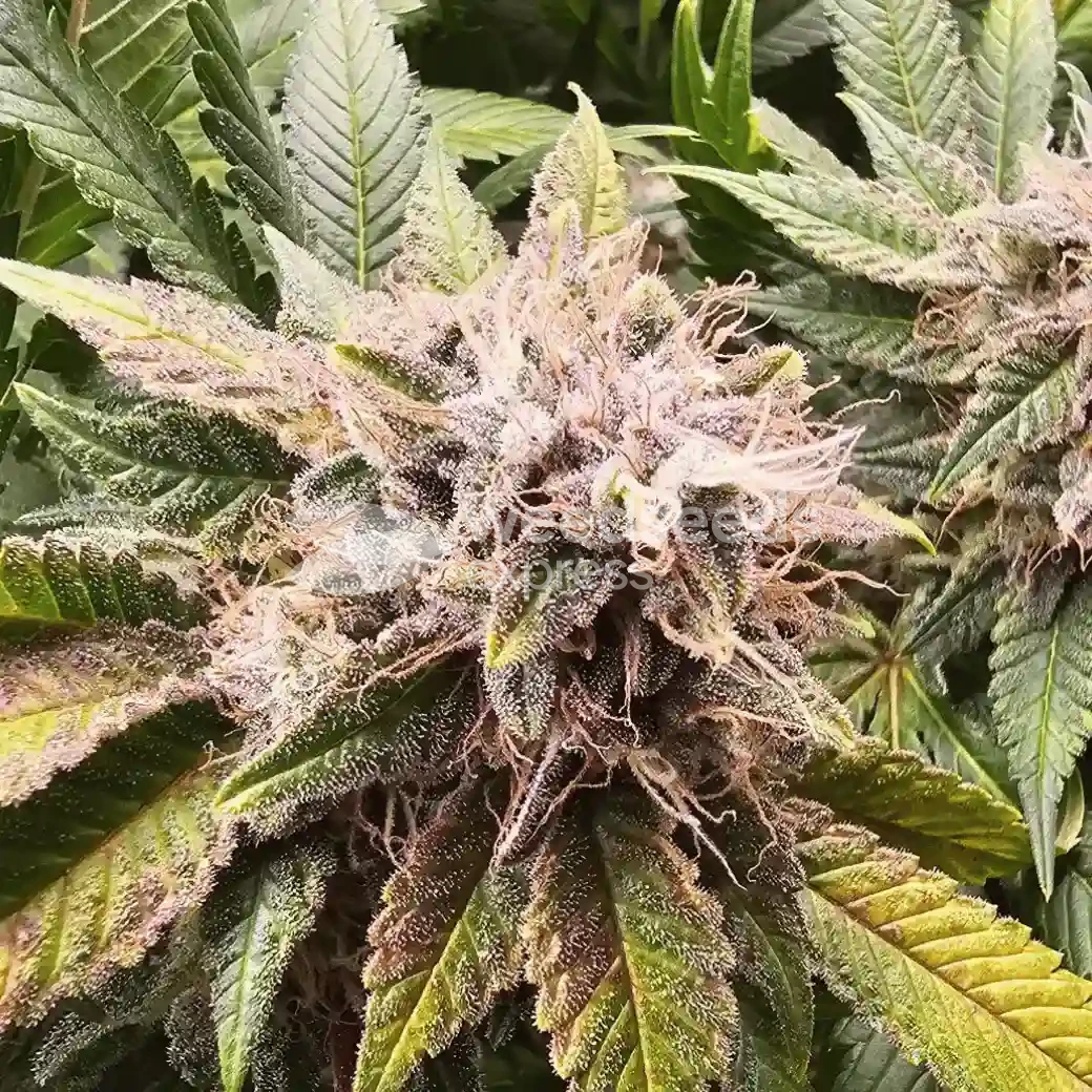 Qizlardan virtual jinsiy iboralar Birinchi marta MFF porno onlayn