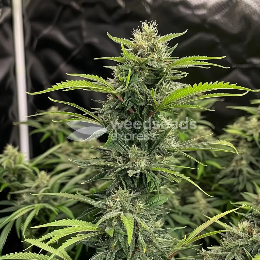 Sour Diesel gekweekt door klant