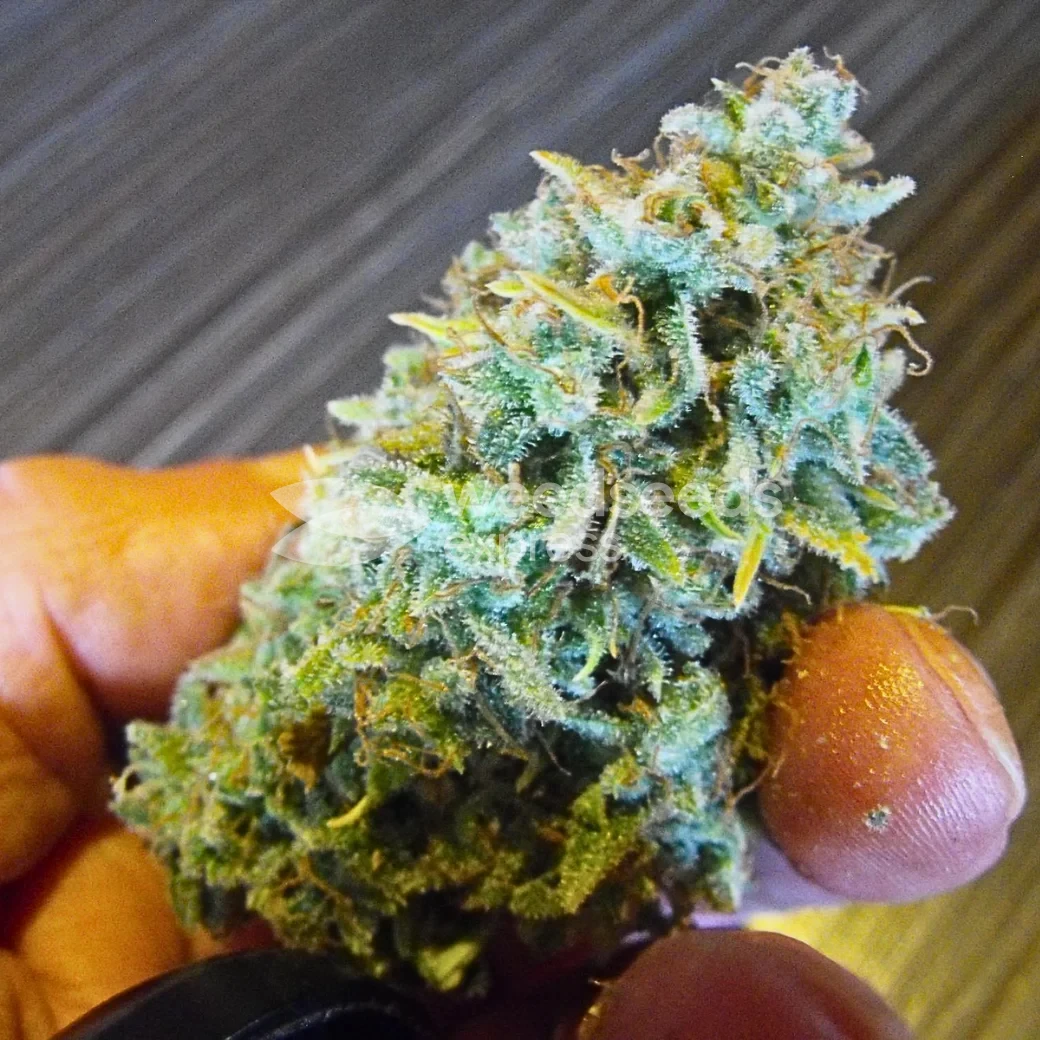 Triangle Kush Feminized Cannabis Seeds - WSE USA