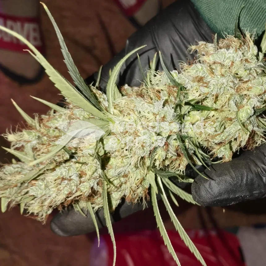 White Widow X Northern Lights Feminized by WeedSeedsExpress grown by BudBrewerz