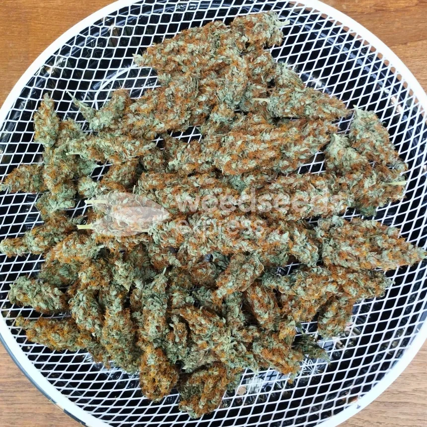 White Widow X Northern Lights Feminized by WeedSeedsExpress grown by BudBrewerz