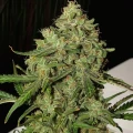 thumb of AK-47 Feminized by WeedSeedsExpress grown by WSE