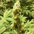thumb of AK-48 Auto by WeedSeedsExpress grown by Greenfingeress