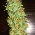 thumb of AK-48 Auto by WeedSeedsExpress grown by Greenfingeress